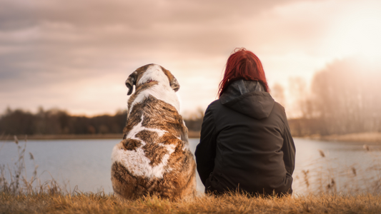 Hiking with your dog: what you need to know